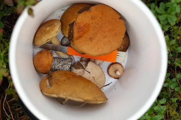 Boletus Aspen White Bucket Few Mushrooms Bucket Photo — Stock Photo, Image