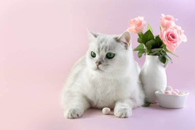 White British cat, a bouquet of roses in a vase on a purple background. Card. Photo