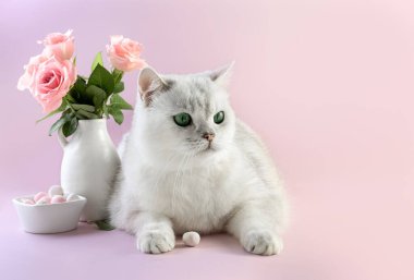 White British cat and bouquet of roses in a vase on a purple background. Card. Photo