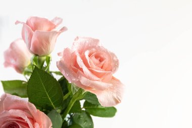 Pink rose close-up on a white background. Card. Copy space. Photo