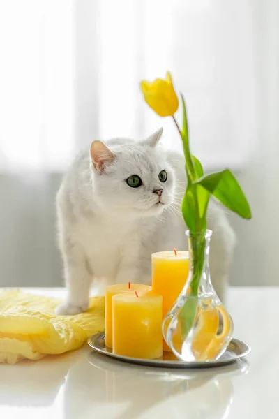 Gato Blanco Huele Tulipanes Amarillos Jarrón Velas Amarillas Una Mesa —  Fotos de Stock