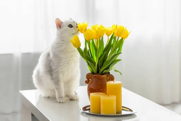 Gato Blanco Huele Tulipanes Amarillos Jarrón Velas Amarillas Una Mesa — Foto de Stock