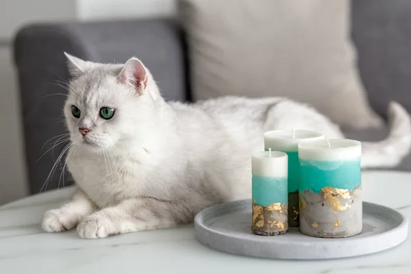 White British cat in the room on the table. Cat and candles. Danger for the cat. Photo