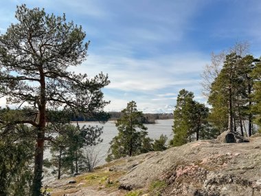Kaya sahili. Kayadaki çam ağaçları. Kuzeyin doğası. Fotoğraf.