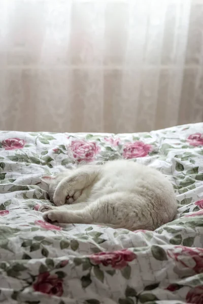 Gato Blanco Está Durmiendo Cama Los Dueños Gato Cubrió Sus —  Fotos de Stock