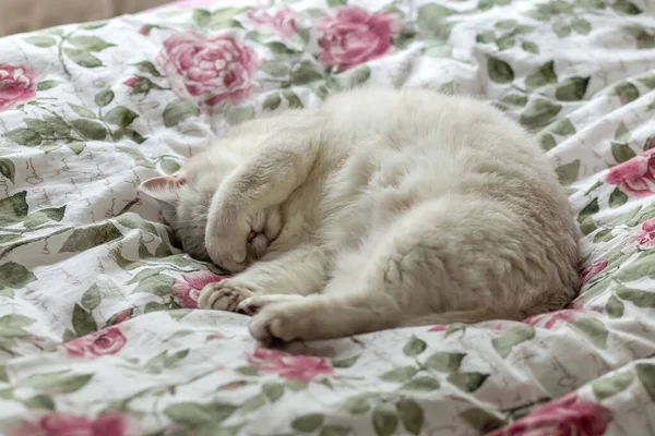 고양이는 주인의 침대에서 있습니다 고양이는 가렸다 Photo — 스톡 사진