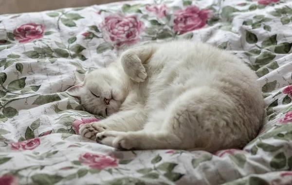 Белая Кошка Спит Кровати Хозяев Фото — стоковое фото