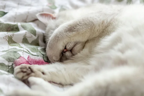 Witte Kat Slaapt Het Bed Van Eigenaren Kat Bedekte Zijn — Stockfoto