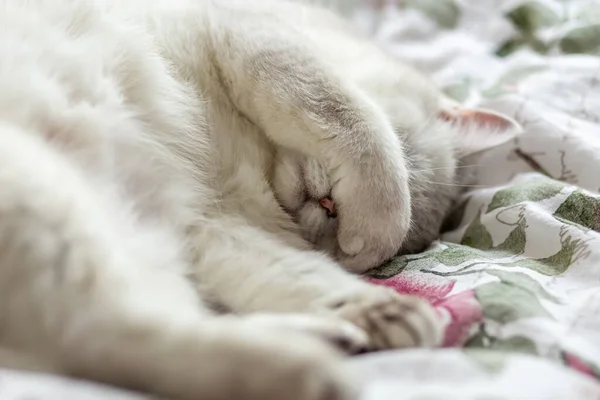 Gato Branco Está Dormindo Cama Dos Proprietários Gato Cobriu Olhos — Fotografia de Stock