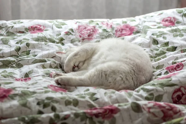 Gato Blanco Está Durmiendo Cama Los Dueños Gato Cubrió Sus — Foto de Stock