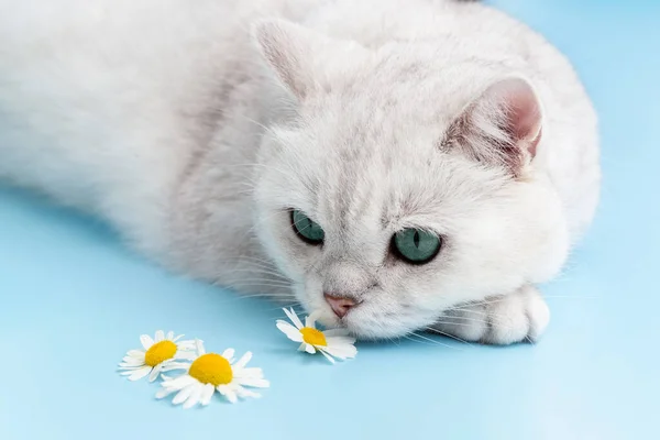 Gato Blanco Británico Yace Sobre Mesa Mira Las Margaritas Fondo — Foto de Stock