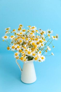 Mavi arka planda beyaz bir vazoda bir buket papatya çayı. Kartpostal Fotoğraf.