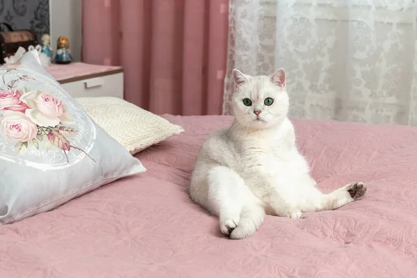 Gato Blanco Británico Sienta Cama Los Propietarios Dormitorio Habitación Rosa — Foto de Stock