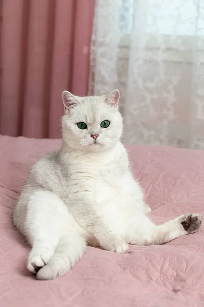 白いイギリスの猫が寝室のオーナーのベッドに座っている ピンクの部屋 — ストック写真