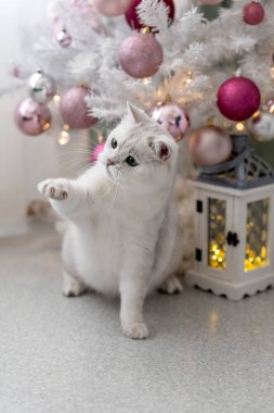 Beyaz İngiliz kedisi bir Noel ağacının arka planında. Fotoğraf.