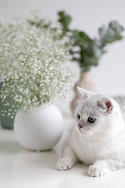 Beyaz bir İngiliz kedisi çingene çiçeği buketlerinin yanında yatıyor. Fotoğraf.