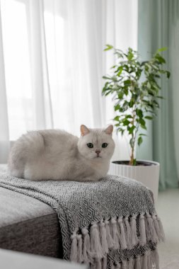 Beyaz bir İngiliz kedisi oturma odasındaki kanepede oturur. Fotoğraf.