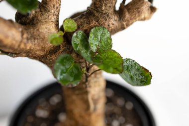 Beyaz arka planda polisikalar var. Fabian. Ev bitkileri. Fotoğraf.