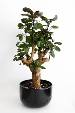 Ev bitkisi poliscias Fabian siyah seramik bir tencerede. Bonsai. Beyaz arka plan. Fotoğraf.