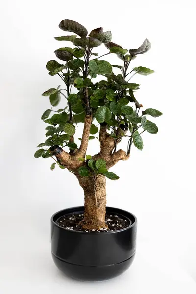 Ev bitkisi poliscias Fabian siyah seramik bir tencerede. Bonsai. Beyaz arka plan. Fotoğraf.