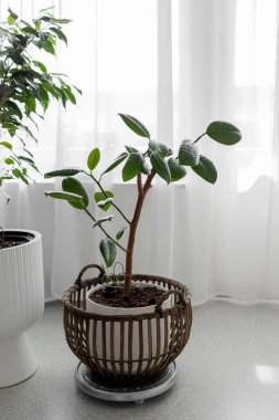Livingroom 'da bir sepetin içinde Ficus elastica. Kırpılmış Kauçuk İncir. Fotoğraf.