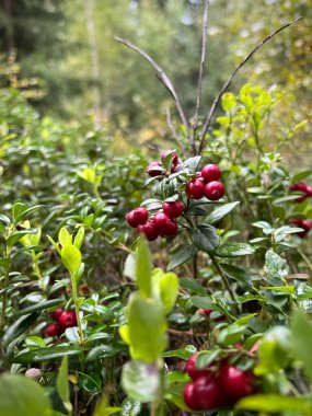 Yaban mersini ormanda yetişir. Fotoğraf.