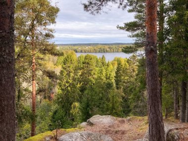 Çam ormanı. Uçurumdan göle bak. Fotoğraf.