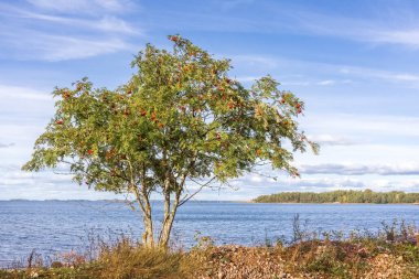 Rowan deniz kıyısında yetişiyor. Fotoğraf.