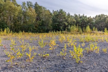 Sonbaharda sarı yapraklı genç huş fidanları. Fotoğraf.