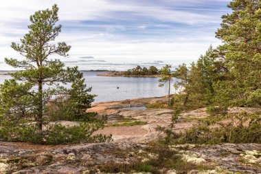 Kozalaklı ağaçlar yumuşak kayalık bir sahilde yetişir. Fotoğraf.