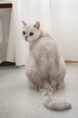 Beyaz bir İngiliz kedisi oturma odasında arkası yerde oturuyor. Fotoğraf.