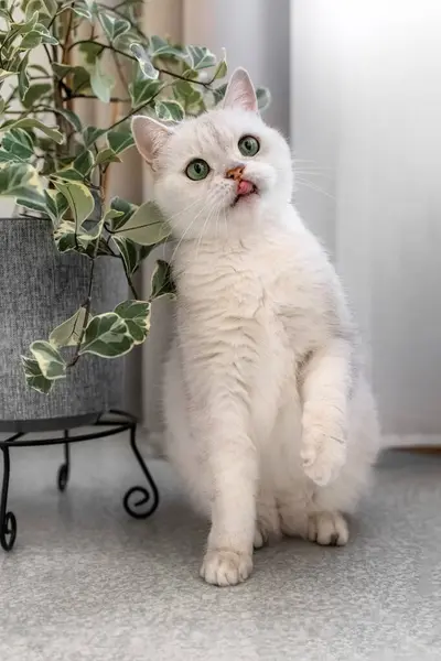 Beyaz bir kedi oturma odasında, bir çiçeğin yanında yerde oturuyor. Beyaz kedi İngilizler dilini çıkardı. Fotoğraf.
