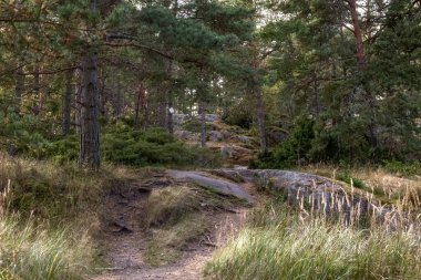 Ormandaki kayalar, kayalar ve delikler. Fotoğraf.