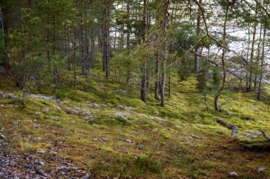 Yosun ve yosun ormanda kayalarda ve taşlarda yetişir. Fotoğraf.