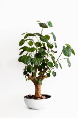 Ev bitkisi poliscias Fabian beyaz plastik bir tencerede. Bonsai. Beyaz arka plan. İzole et. Fotoğraf.