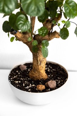 Beyaz arka planda polisikalar var. Fabian. Ev bitkileri. Fotoğraf.