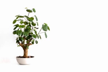 Ev bitkisi poliscias Fabian beyaz plastik bir tencerede. Bonsai. Beyaz arka plan. İzole et. Fotoğraf.