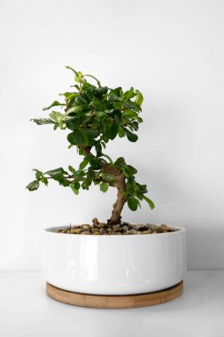 Carmona, mini ağaç, beyaz arka planda beyaz bir tencerede bonsai. Fotoğraf.