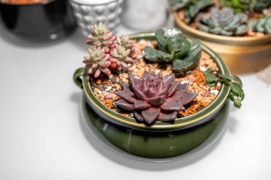 Lezzetler sıradan bir tencerede yetişir. Salon içinde sulu bahçeler. Fotoğraf.