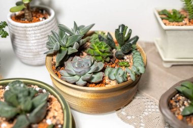 Lezzetler sıradan bir tencerede yetişir. Salon içinde sulu bahçeler. Fotoğraf.