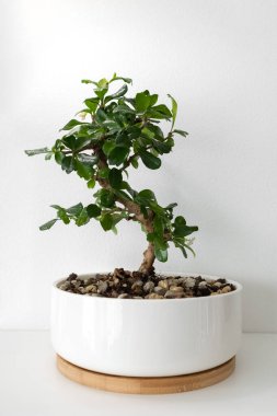 Bonsai Carmona beyaz arka planda beyaz seramik bir tencerede. Fotoğraf.