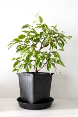 Ficus Hughina, Lovely beyaz arka planda siyah bir tencerede büyüyor. Fotoğraf.