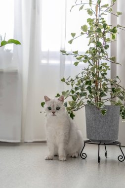 Beyaz bir kedi oturma odasında bir çiçeğin yanında yerde oturuyor. Kedi ve incir ağacı. Fotoğraf.