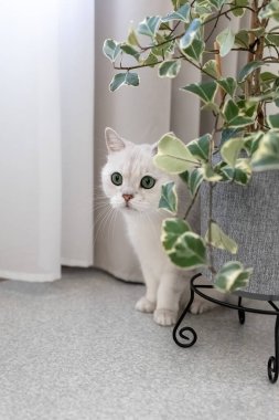 Beyaz bir kedi oturma odasında bir çiçeğin yanında yerde oturuyor. Kedi ve incir ağacı. Fotoğraf.