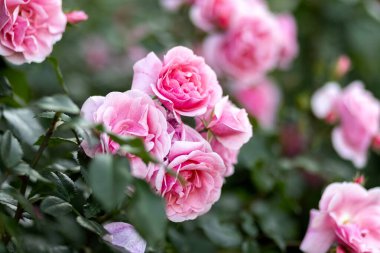 Bahçede pembe güller açar. Parkta pembe güllerle dolu bir çalılık. Fotoğraf.