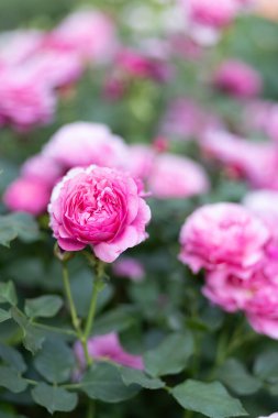 Bahçede pembe güller açar. Parkta pembe güllerle dolu bir çalılık. Fotoğraf.