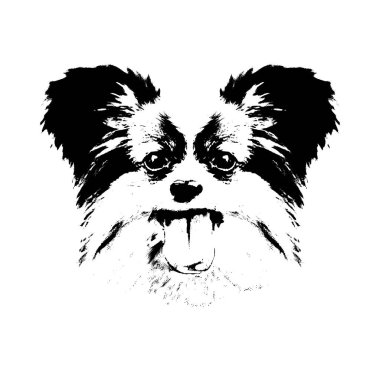 Papillon head isolated on white background. Dog portrait. Black and white colors. Monochromatic