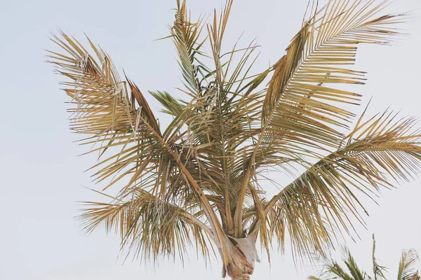 Eine Palme Mit Grünen Und Gelben Blättern Gegen Den Morgenhimmel — Stockfoto