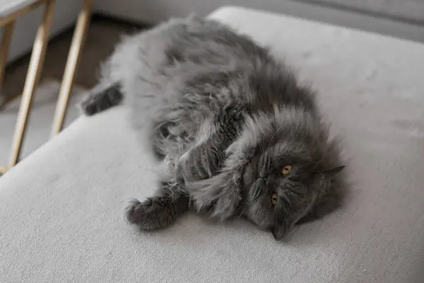 One gray persian cat lying on a sofa bed and looking into the camera. Lazy pet