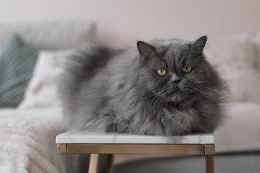 Oturma odasındaki sehpanın üzerinde gri renkli İran kedisi yatıyor. Bir evcil hayvan portresi